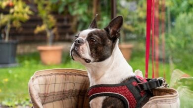 Boston Terrier dog sitting in bag outside.