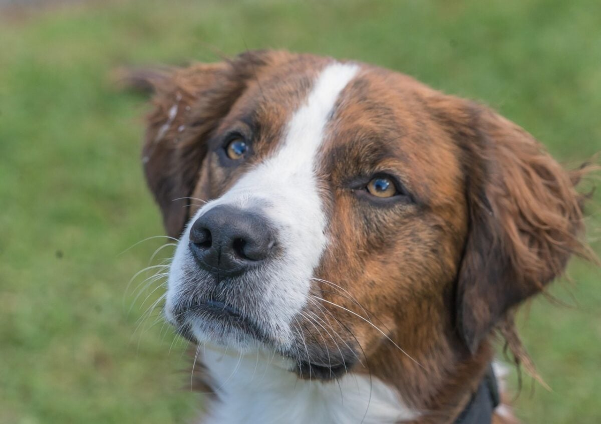 dog, face, portrait, pet, nature, animal, springer spaniel, brown, mammal, domestic