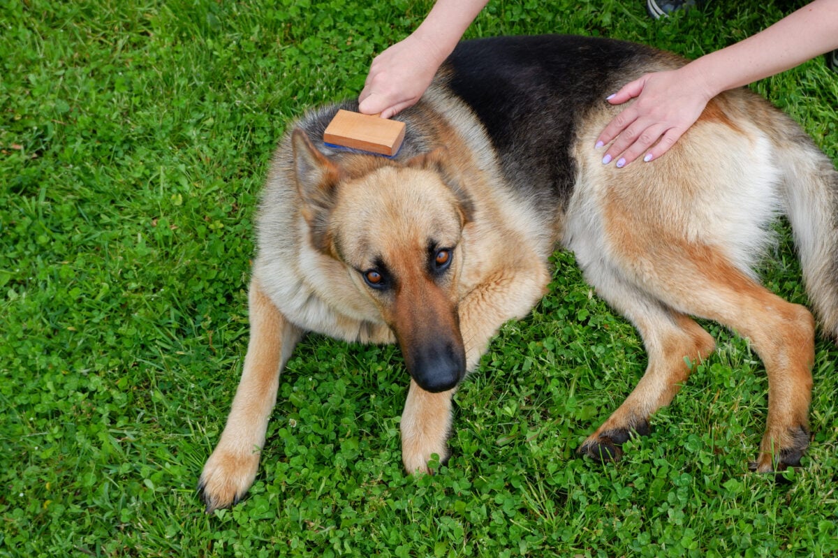 Dog grooming. The girl on the green grass is combing the fur of a German shepherd.