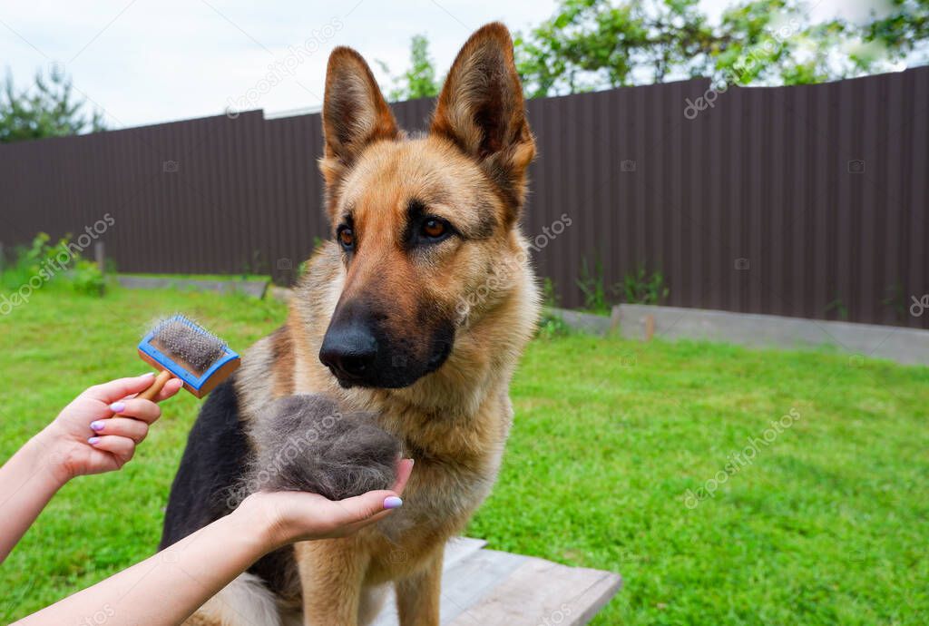 Woman holding pile of fur after combing a German Shepherd.