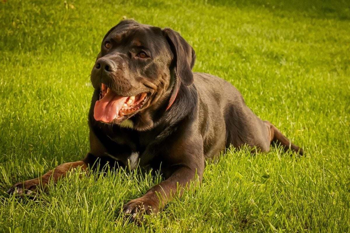 Cane Corso Labrador Retriever mix breed lying in grass.
