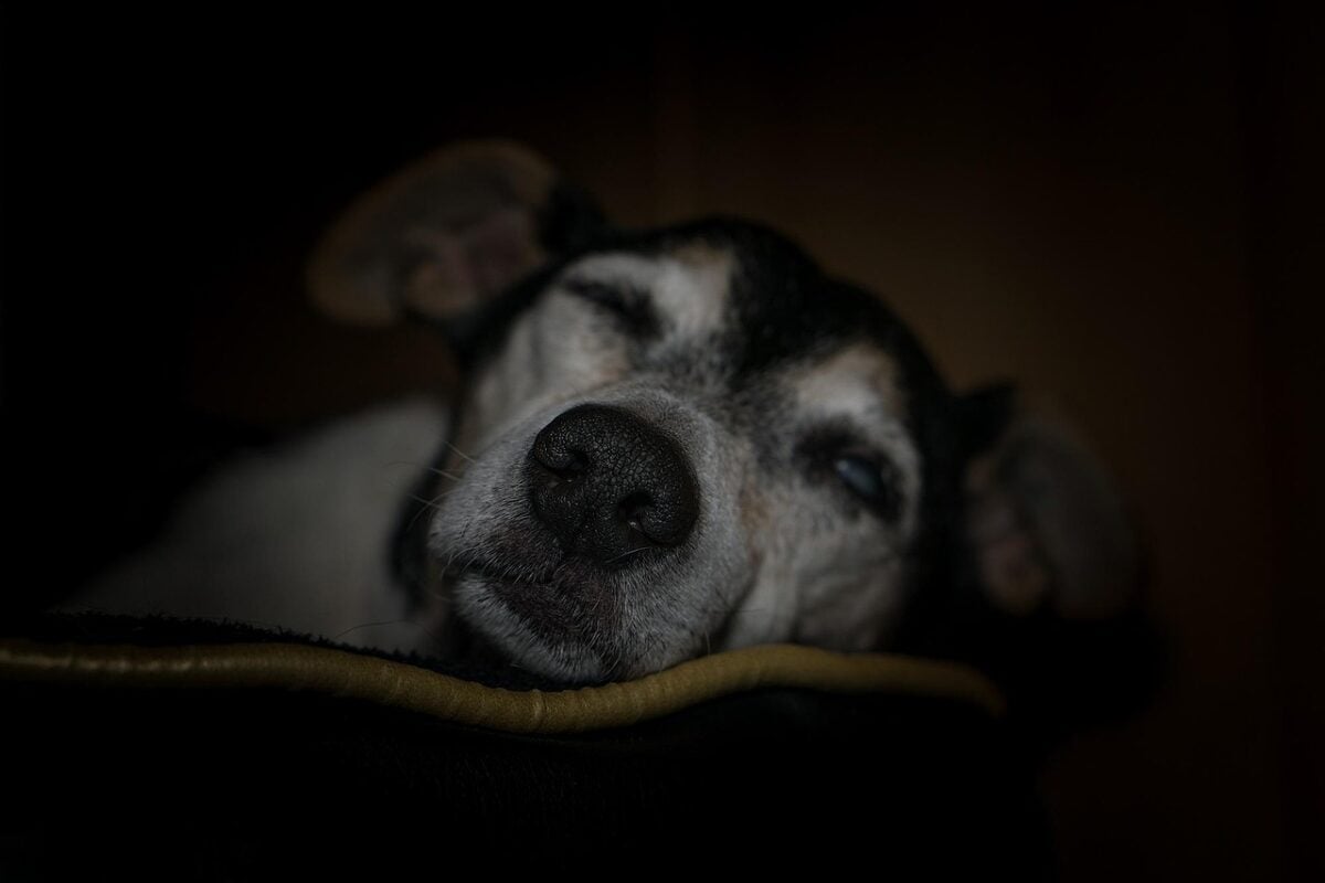 Older dog asleep 