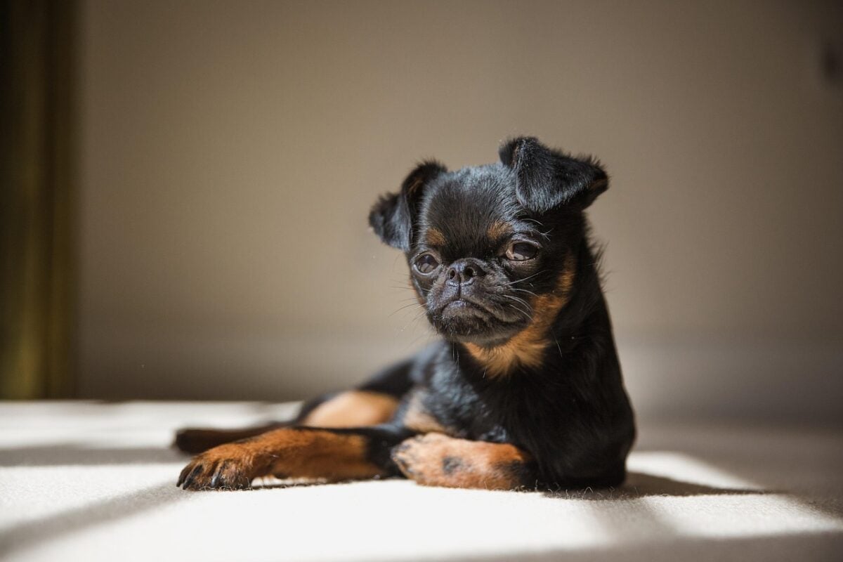 Brussels Griffon dog lying on ground in sunny spot.