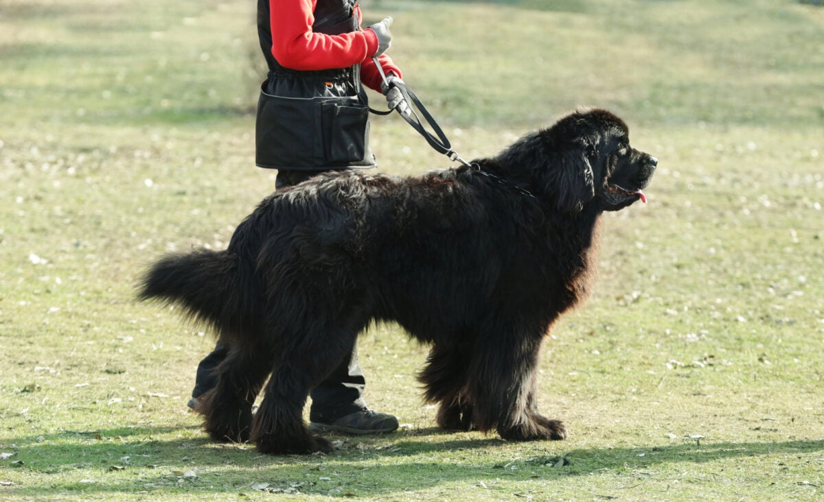 Person standing next to Newfoundland outdoors, showing giant size of dog.