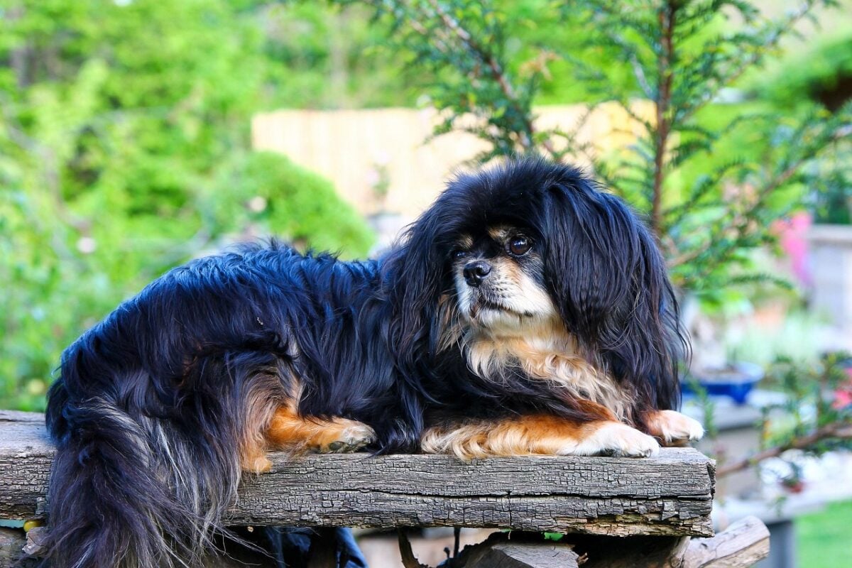 Observant Tibetan Spaniel dog outside on perch.