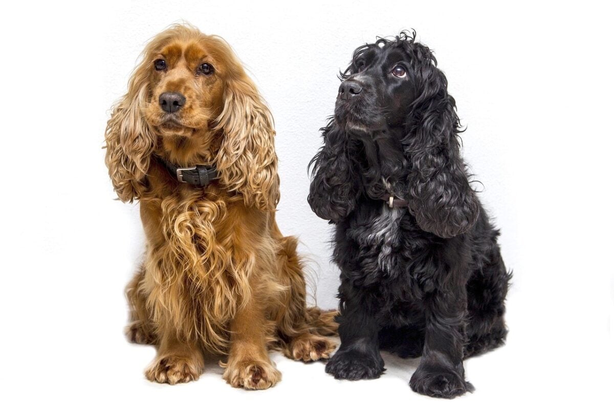dogs, cocker spaniel, spaniel, dog, cute, animal, nature, pet