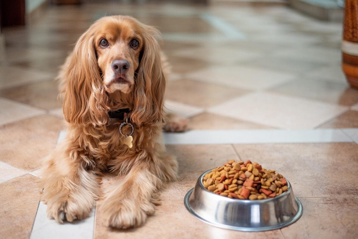 english cocker spaniel, dog, puppy, dog food, pedigree, bowl, pet, pup, young dog, nature, animal, domestic dog, purebred, furry, canine, mammal, friend, cute, adorable, floor, portrait