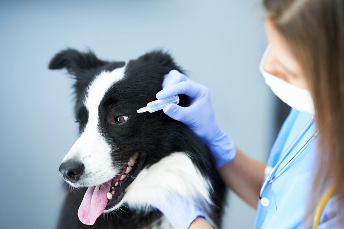 Female vet examining a dog in clinic
