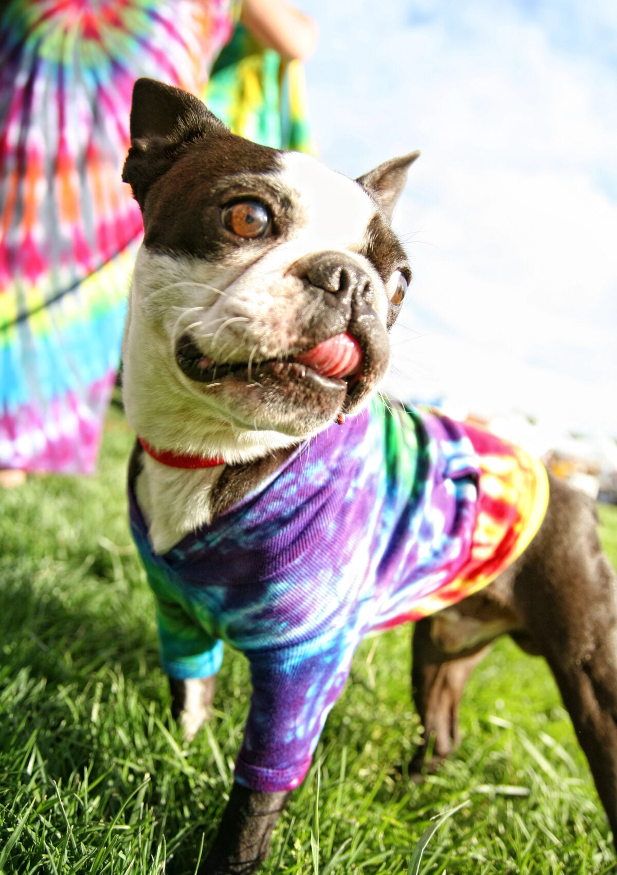 Funny Boston Terrier wearing a tie dye onesie with its owner with a tie dye dress.