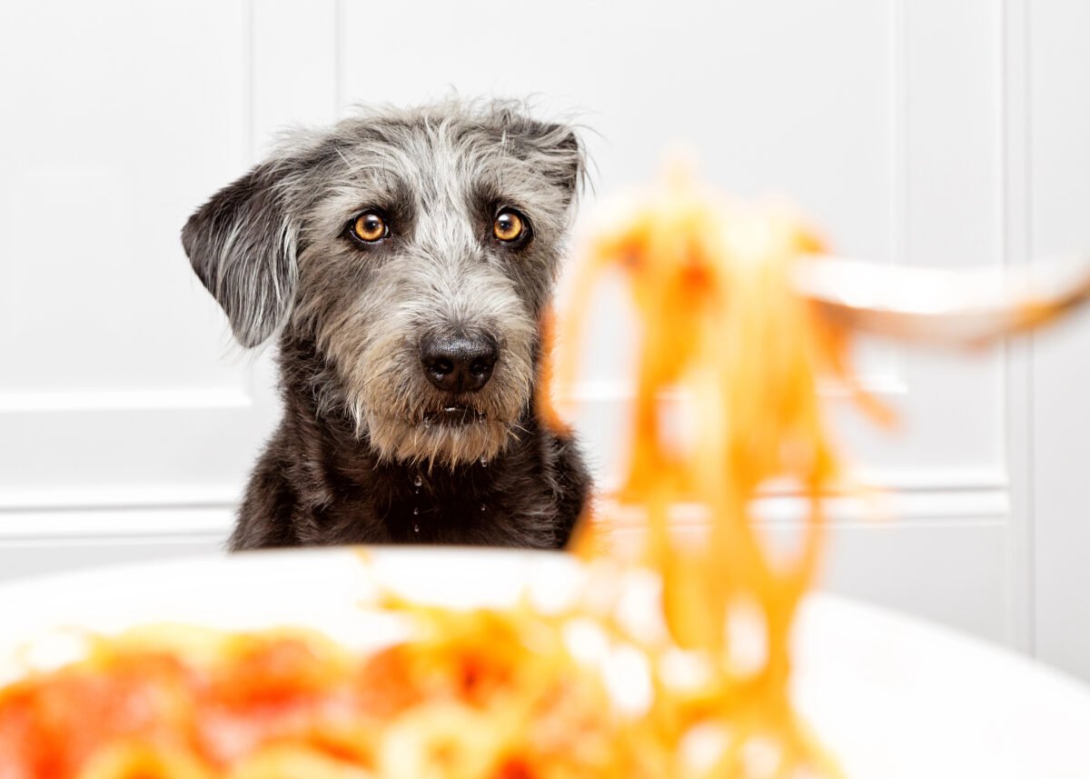 Gray dog staring at a person lifting pasta up with a fork.