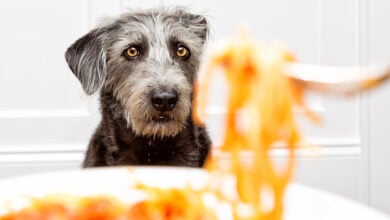 Gray dog staring at a person lifting pasta up with a fork.