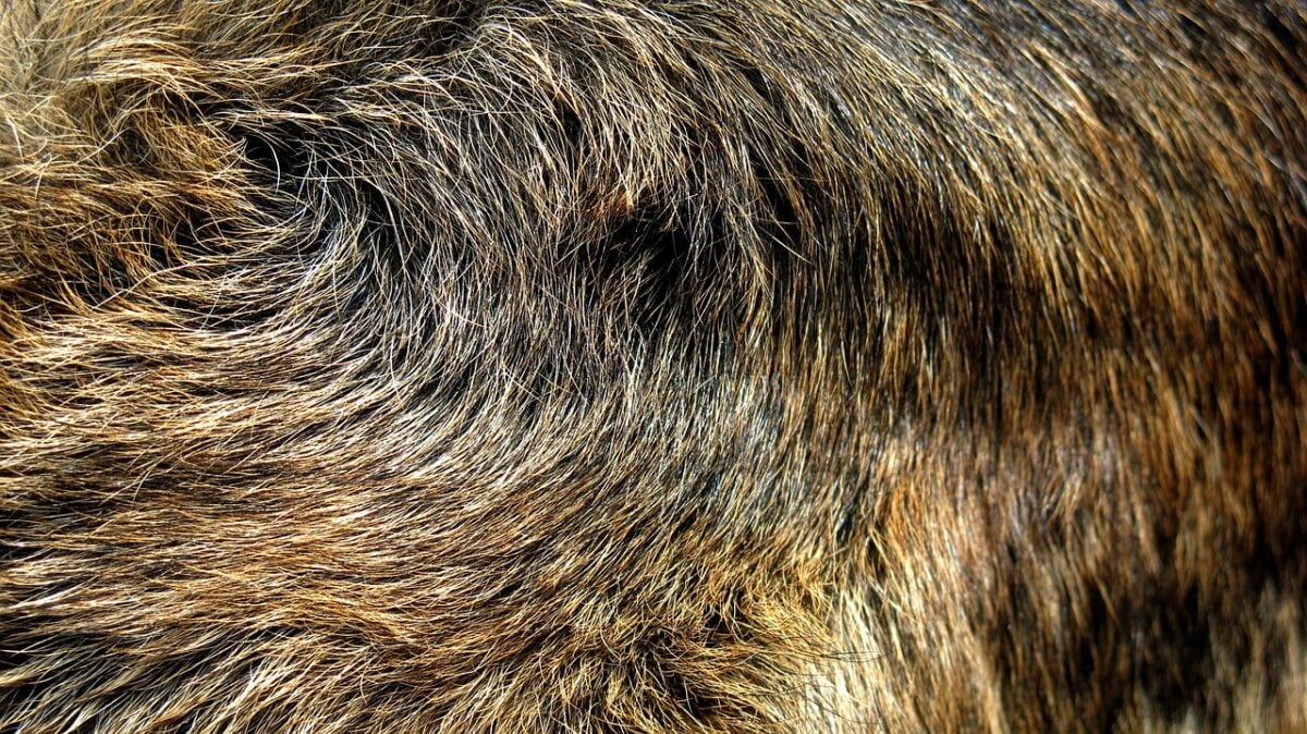 German Shepherd coat close-up.