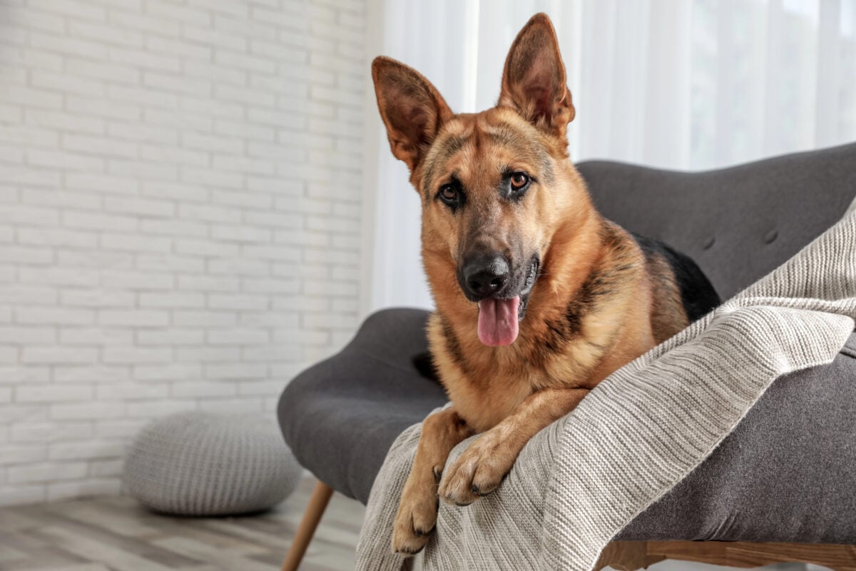 German shepherd lying on sofa in living room.