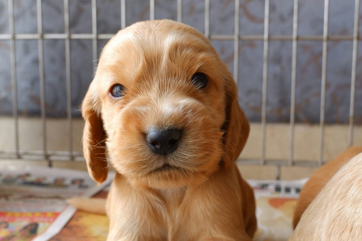 Golden cocker spaniel puppy looking curiously