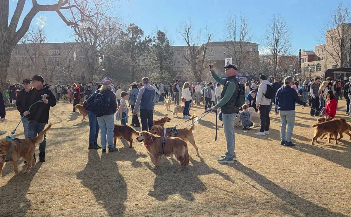 Owners and Golden Retrievers socializing in a park at the Goldens in Golden event. 