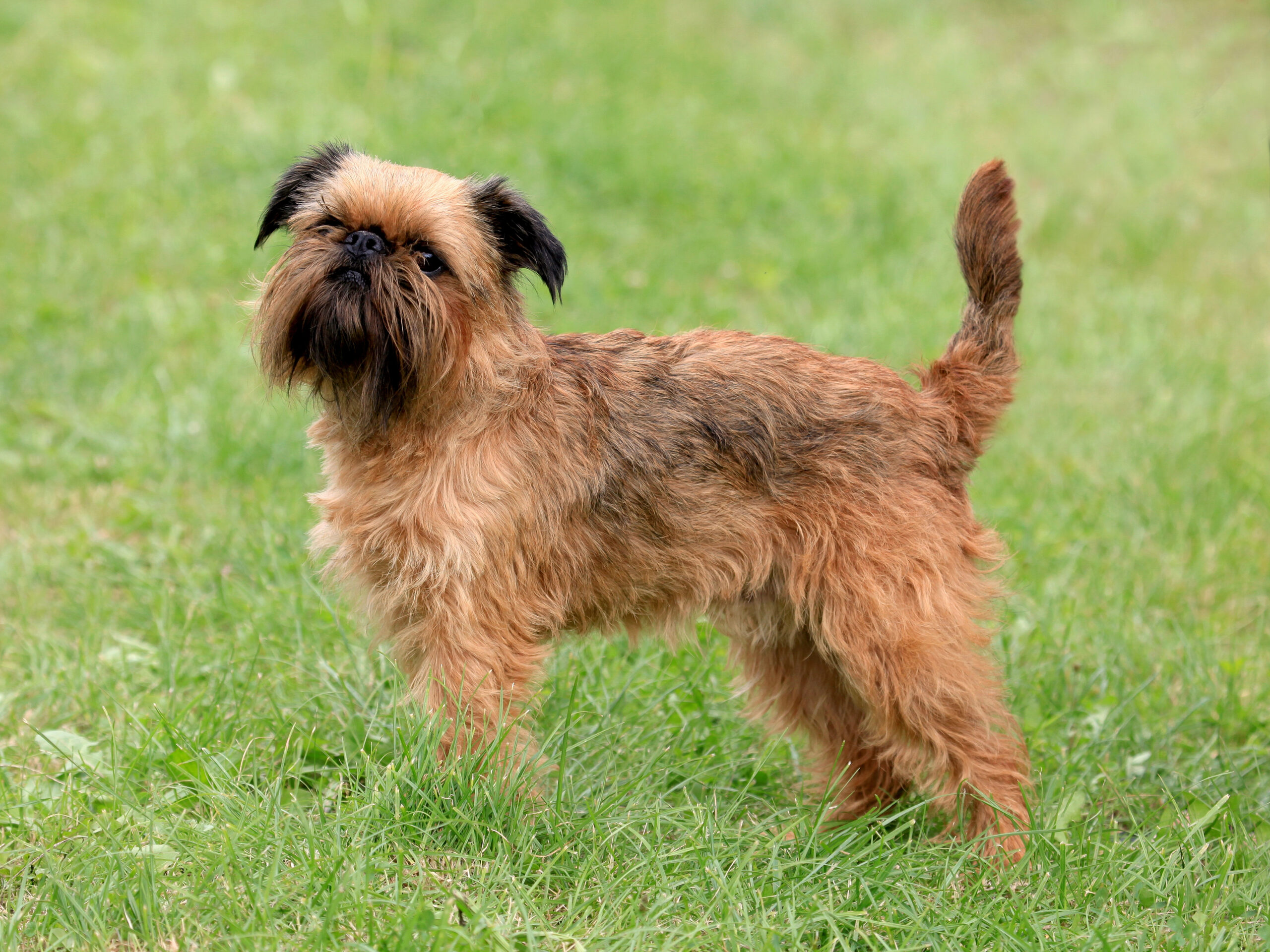 Brussels Griffon dog standing on grass.