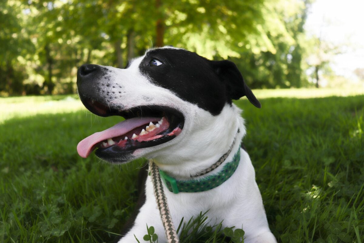 Dog outside with tongue out to show panting. 