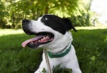 Happy dog panting outside