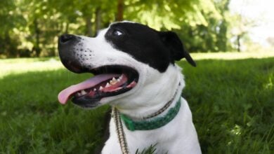 Happy dog panting outside