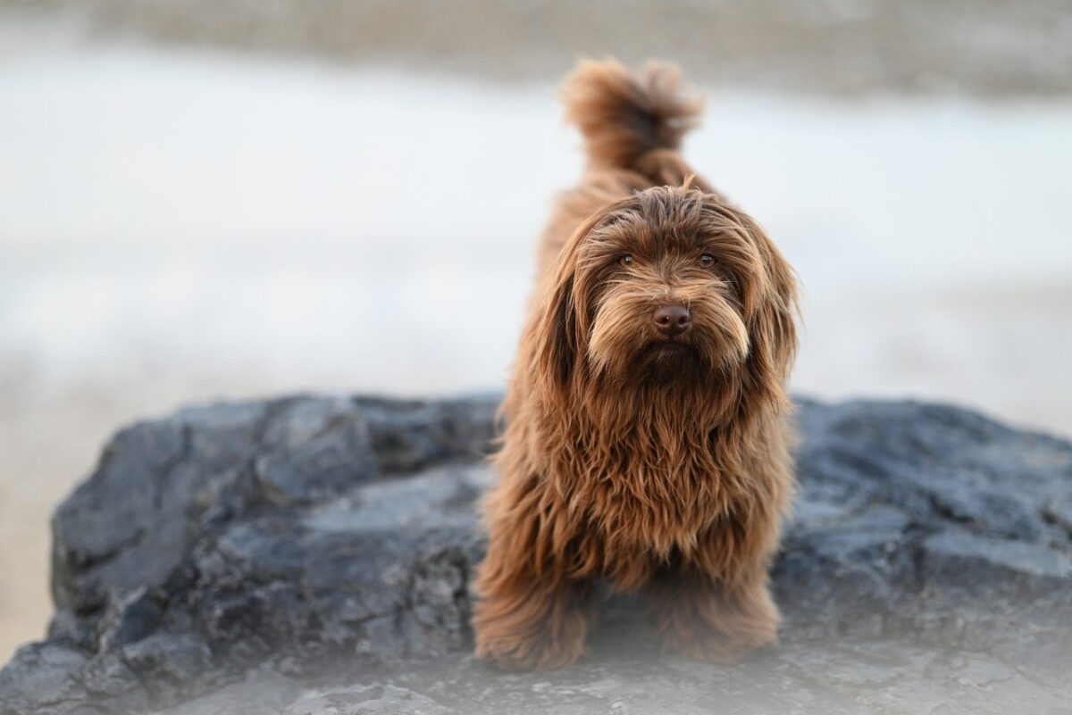 Brown Havanese dog outside on large rock.