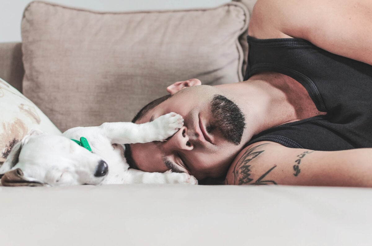 Jack Russel taking a nap with his owner on sofa