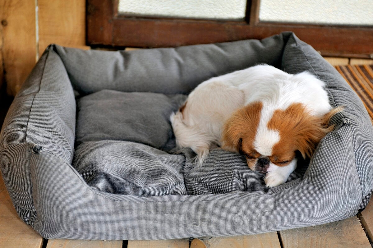 Dogs That Can Be Left Alone: 20 Breeds That Handle It Better