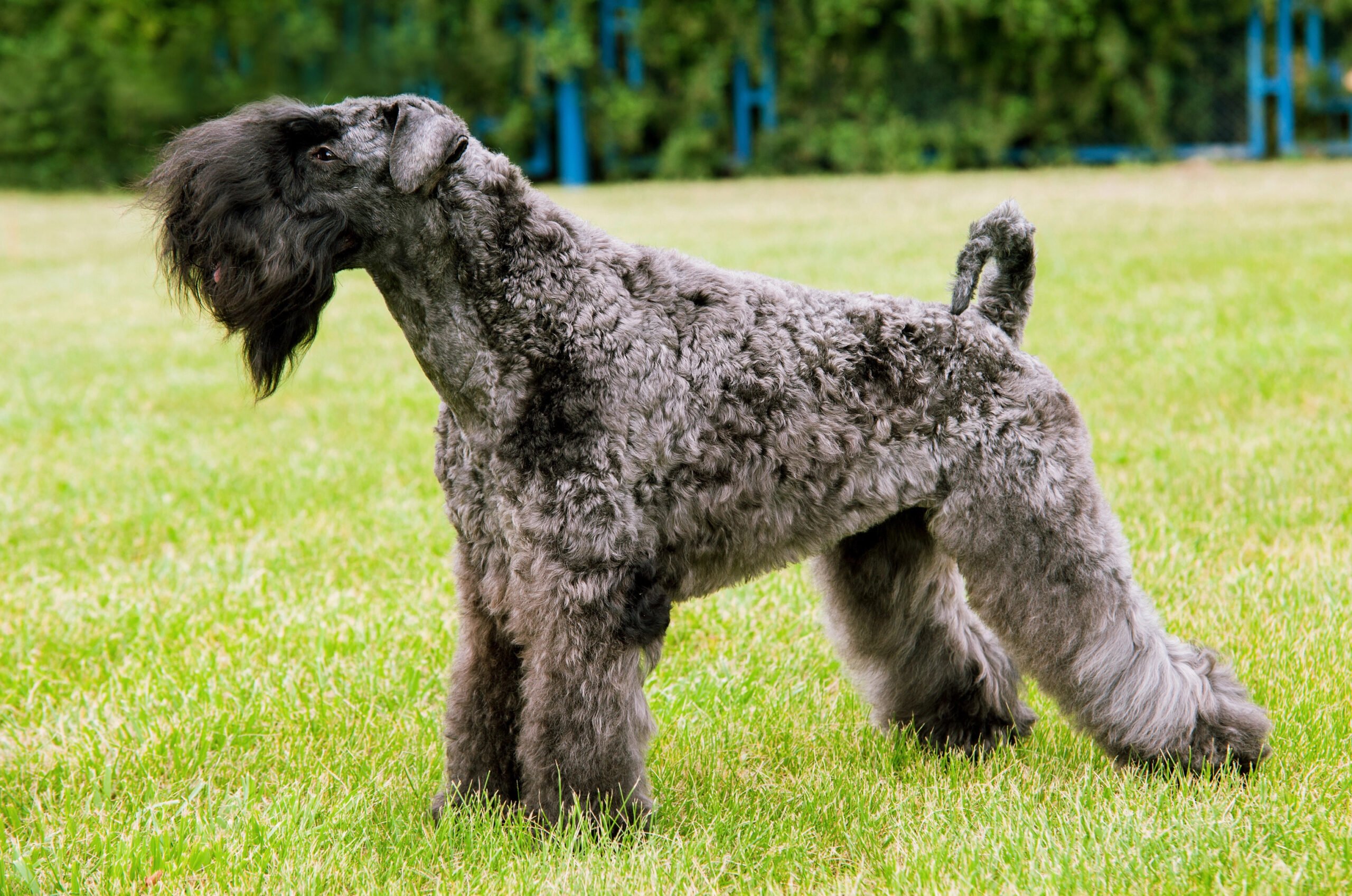 Soft Kerry Blue Terrier standing outside.