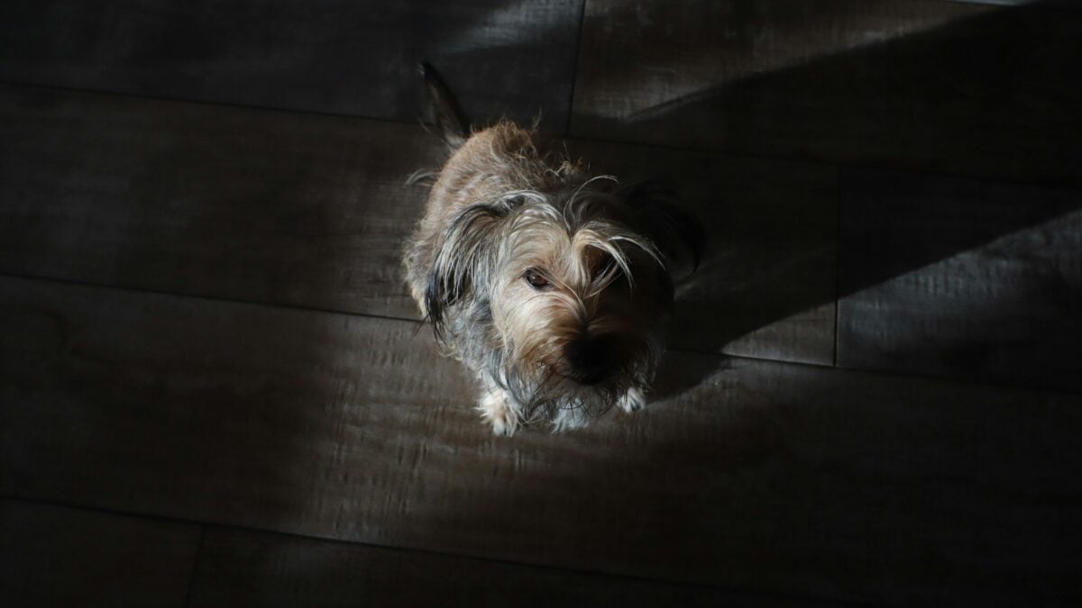 Dog frozen in dark space. 