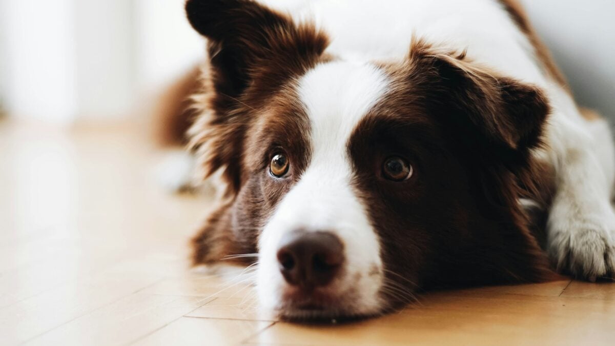 Brown and white Border Collie lying down close up of face.