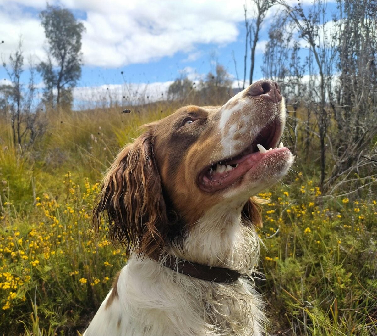 springer spaniel puppy in a meadow