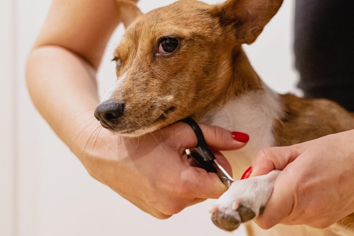 Dog showing visible tension (tight, slightly pulled back face, while getting nails clipped by groomer.
