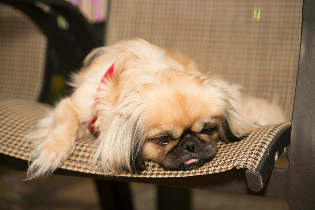 Pekingese dog on chair