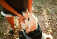 Golden Retriever nuzzling woman's hands.