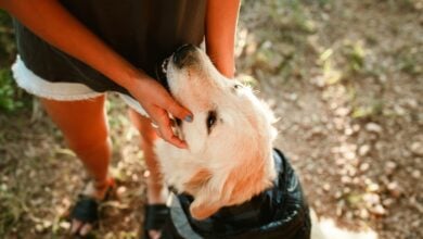 Golden Retriever nuzzling woman's hands.