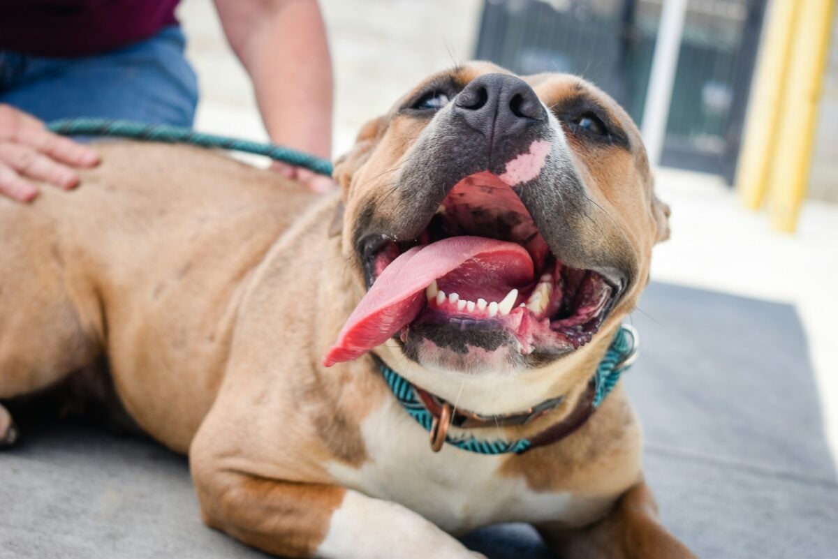 Pit bull mix shelter dog laying down with her tongue out
