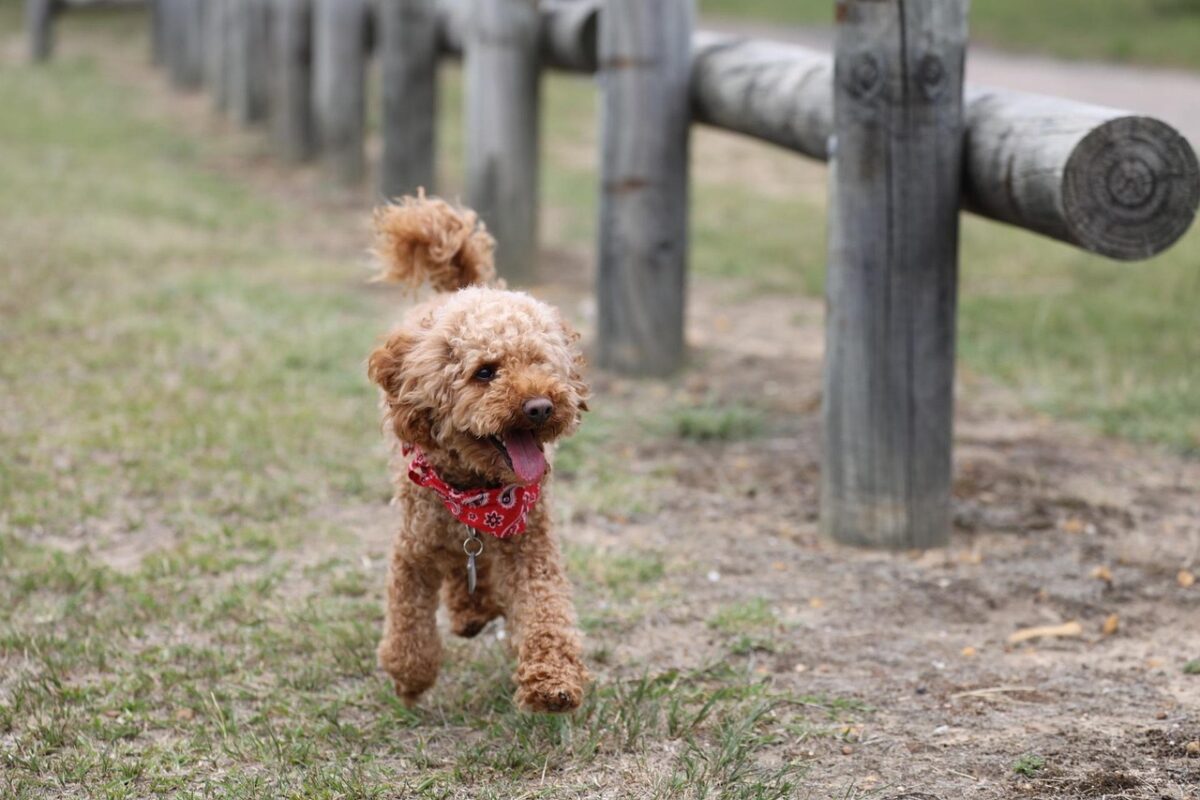 Toy Poodle running along fence path.