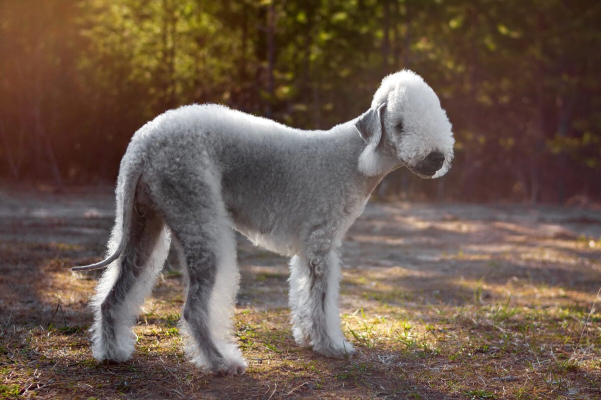 Portrait of a Bedlington Terrier outside.