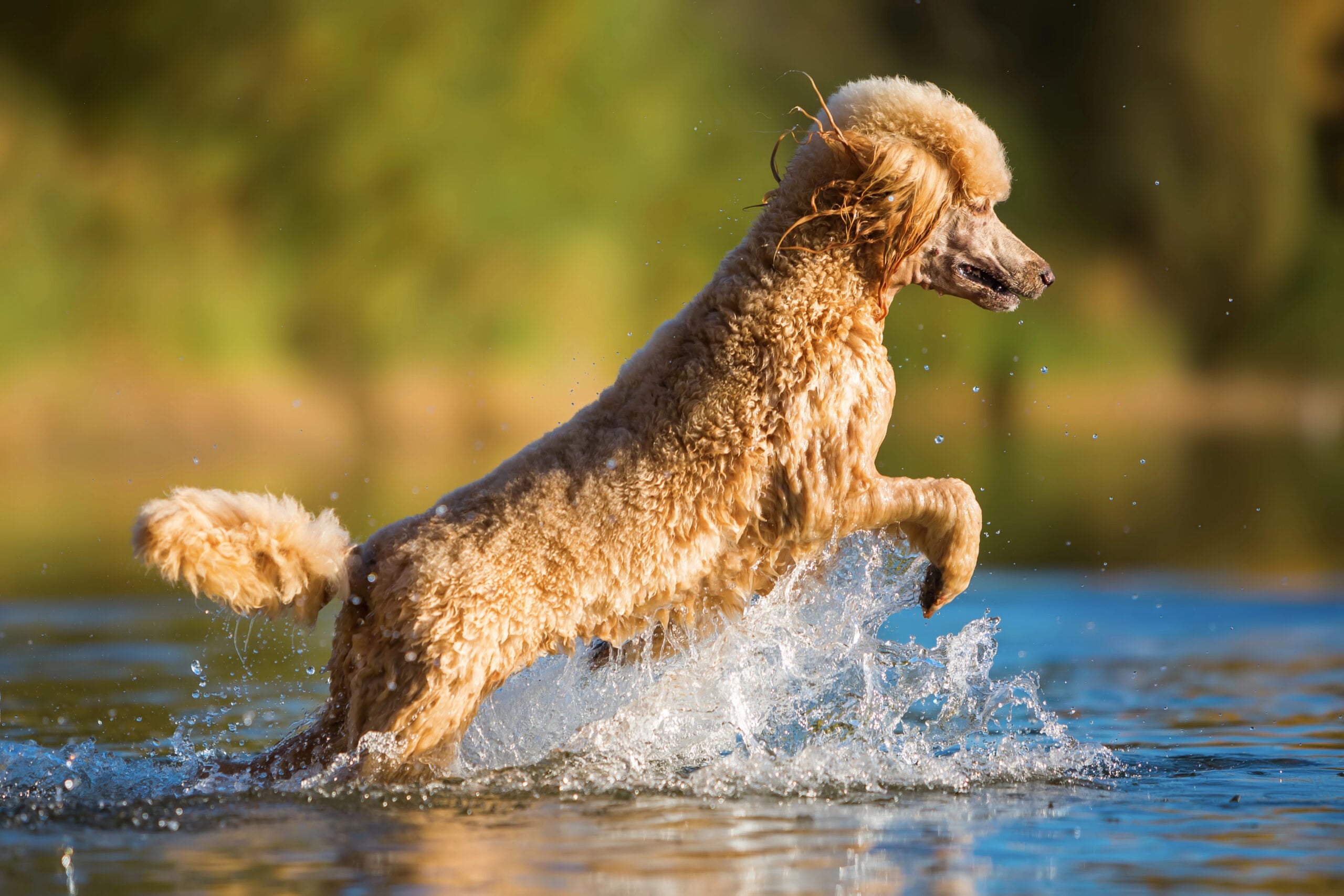Standard Poodle bjumping in water to retriever ball.