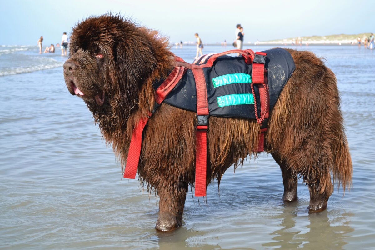 Sea rescue operation with Newfoundland dog.