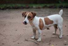 Jack Russell Terrier standing outside.