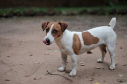 Jack Russell Terrier standing outside.