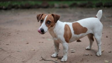 Jack Russell Terrier standing outside.