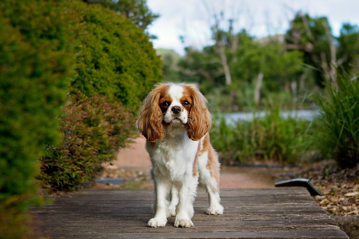 Cavalier King Charles Spaniel posing outside.