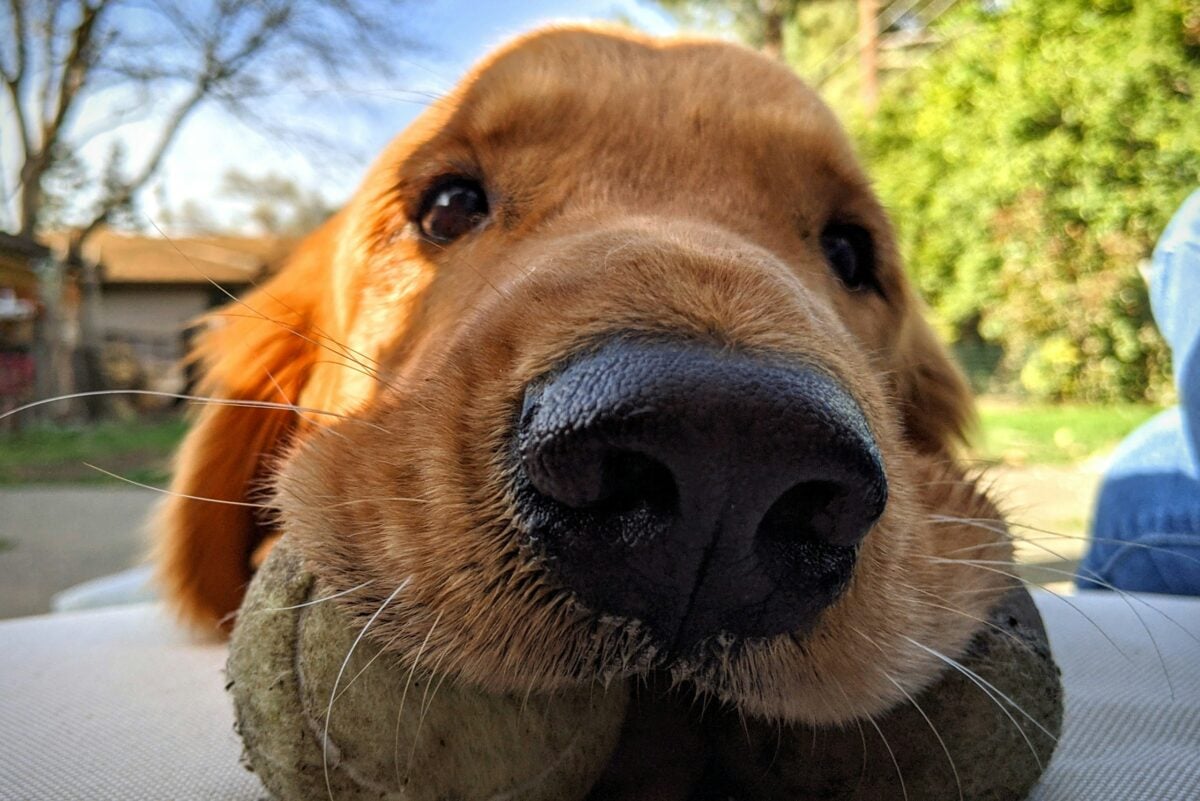 Close-up of Golden Retriever with wet nose and two tennis balls in mouth.