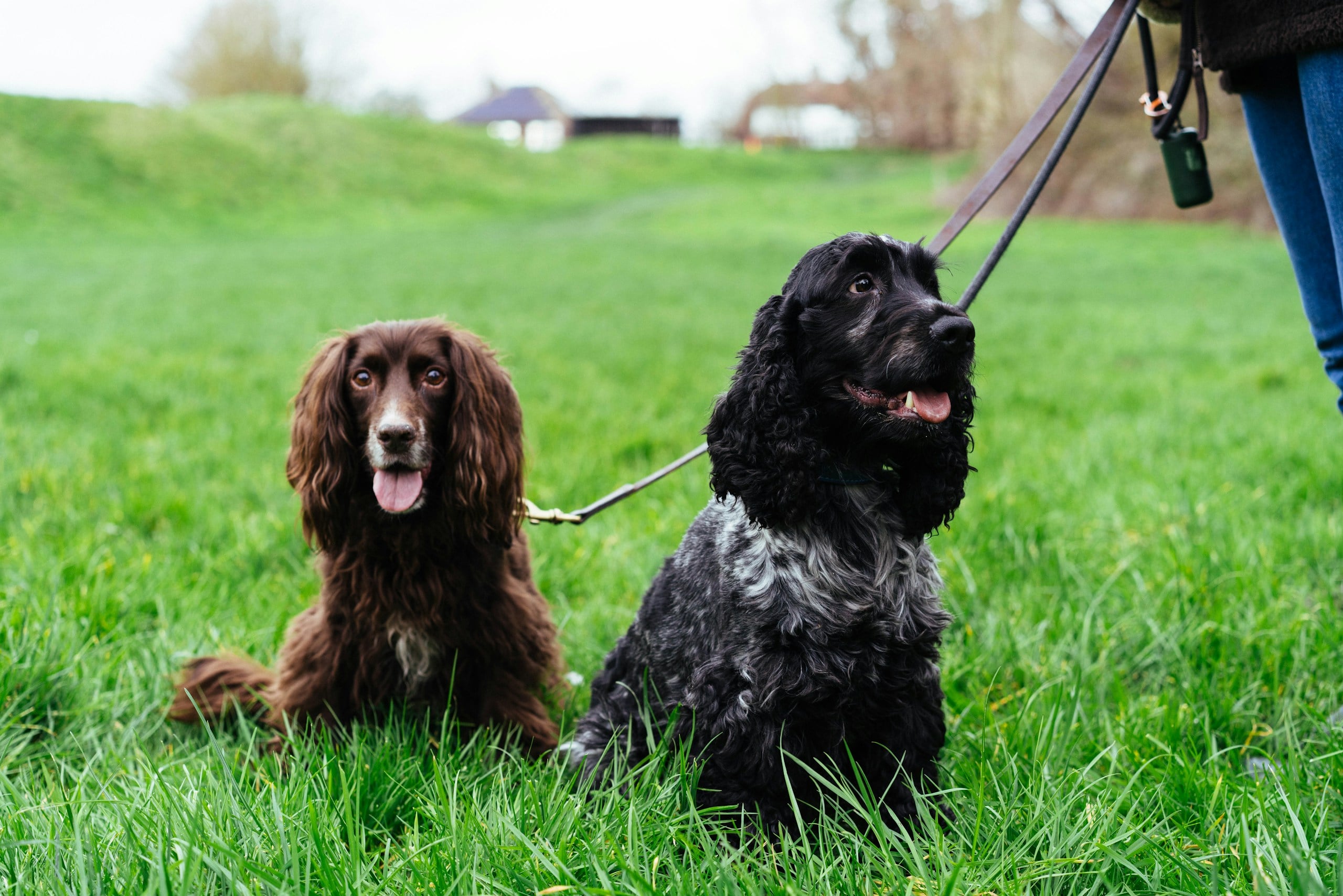 Tow dogs sitting on the grass on leashes