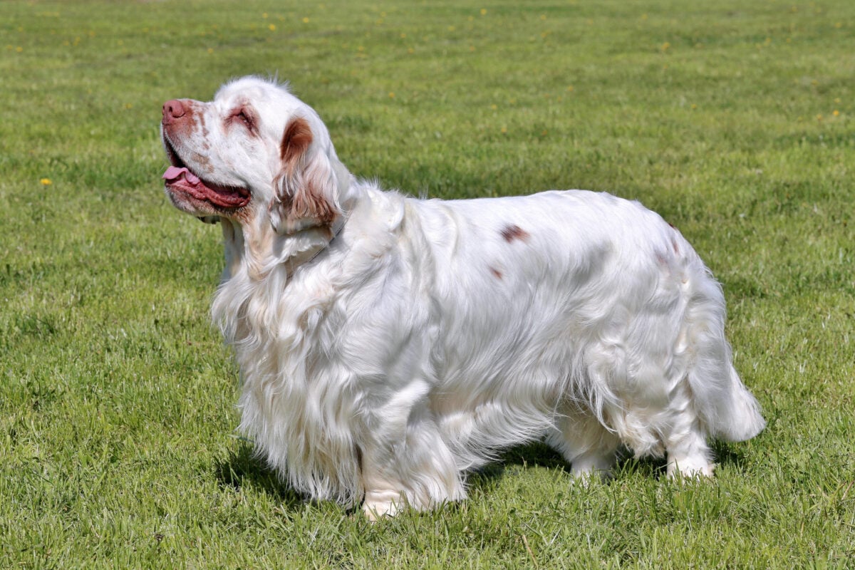 Clumber Spaniel standing in grass.