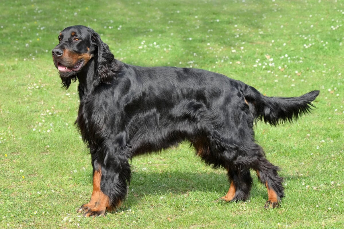 Typical Gordon Setter  on a green grass lawn.