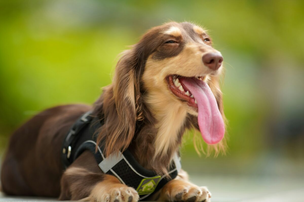 Dog panting with tongue out in warm weather showing early signs of overheating.