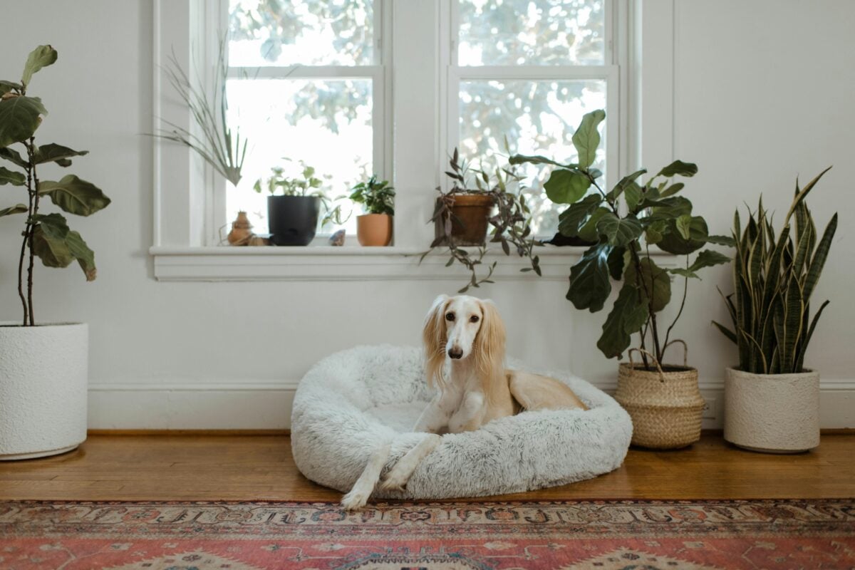 Dog lying on white pet bed.