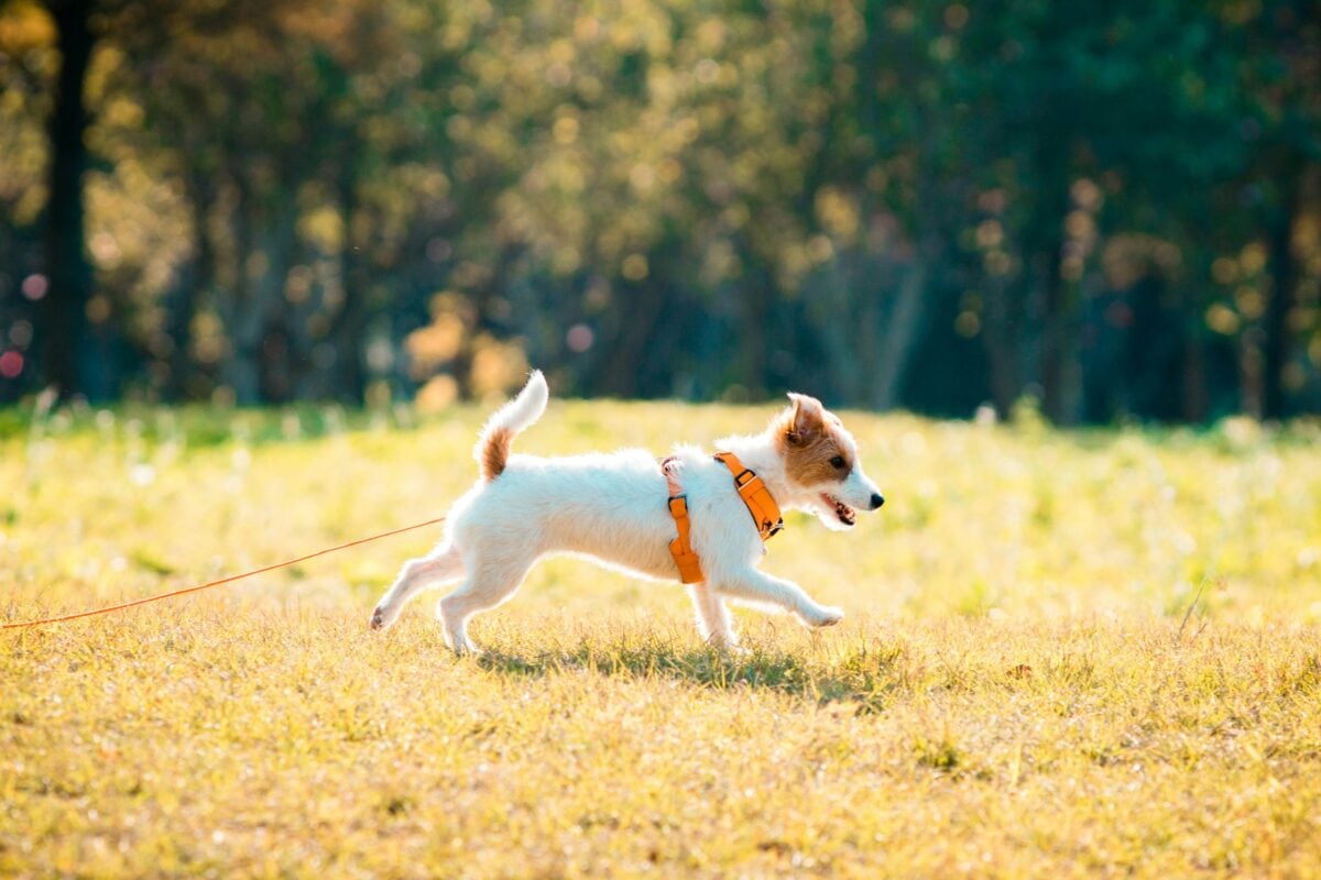 Jack Russell Terrier running on grass.